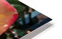 Rose at Sunrise HD Metal print