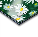 White Daisy Flower Gouache Pattern Acrylic print