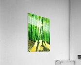 Bamboo tree in the forest with sunlight Acrylic Print