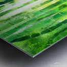 Bamboo tree in the forest with sunlight Metal print