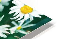 White Daisy Flower Gouache Pattern HD Metal print