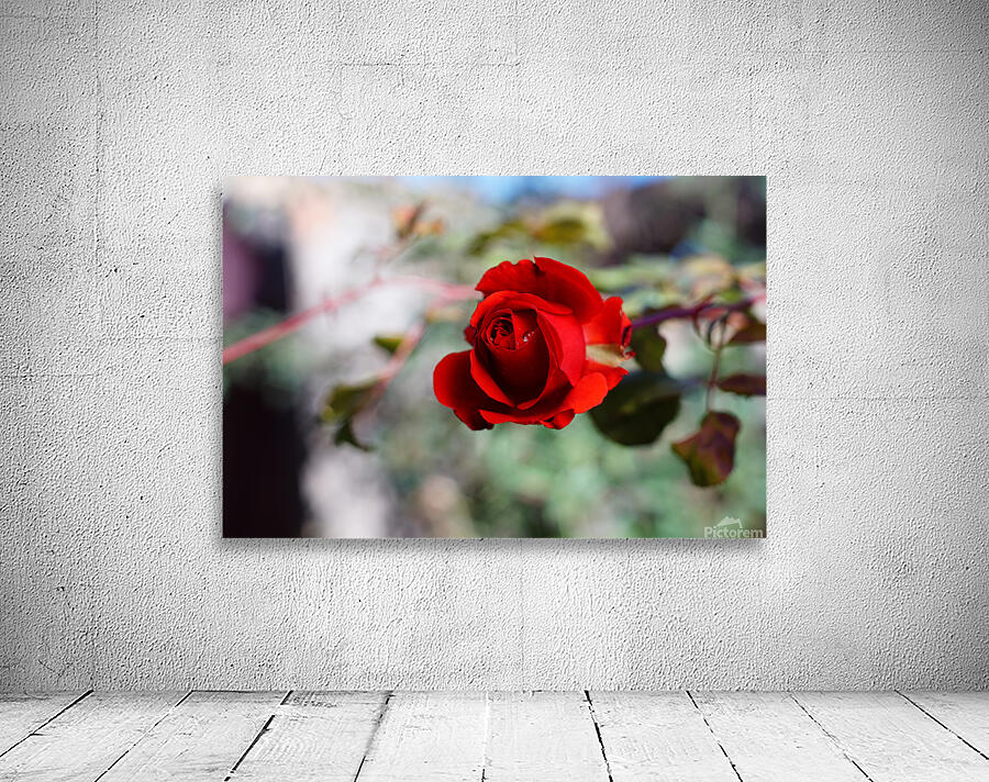 Red Rose Wall Preview