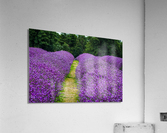 Lavender Rows Acrylic Print