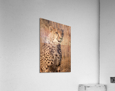 Cheetah in Namibia Acrylic Print