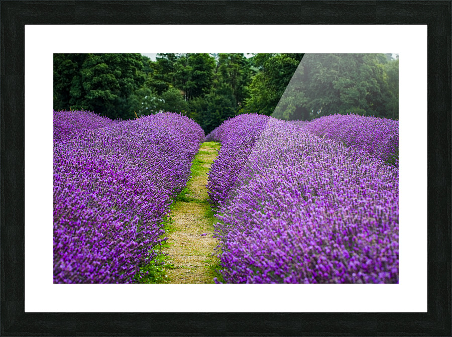 Lavender Rows Picture Frame print