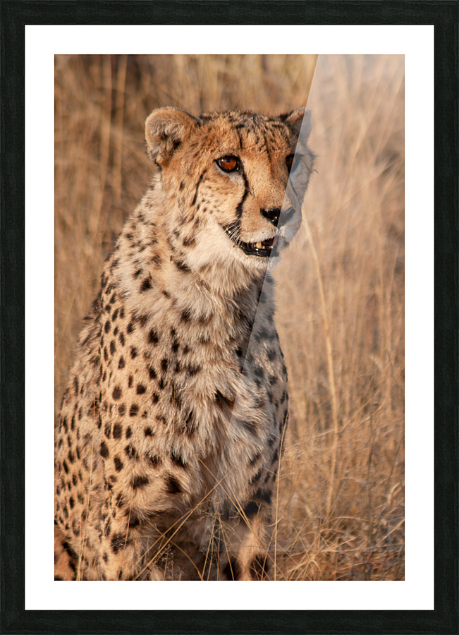 Cheetah in Namibia Picture Frame print