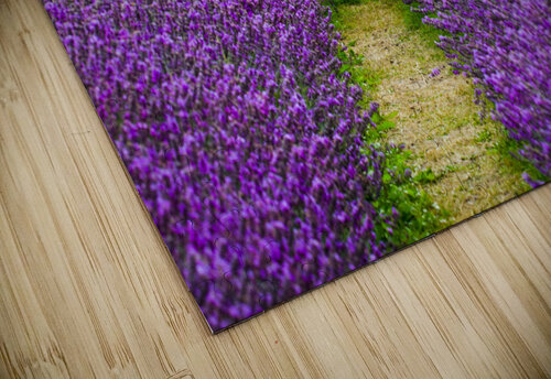 Lavender Rows Milton Cogheil puzzle