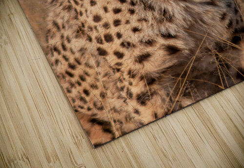 Cheetah in Namibia Milton Cogheil puzzle