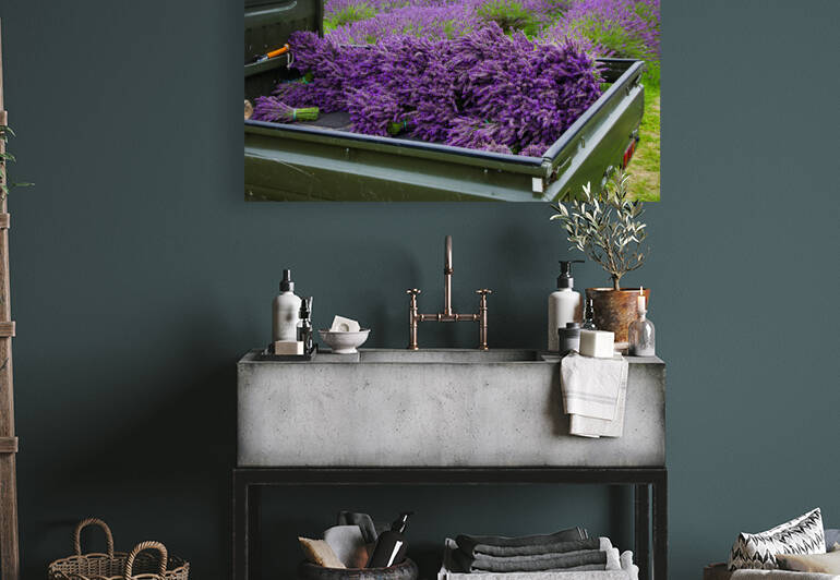 Mayfield Lavender Farm by Milton Cogheil