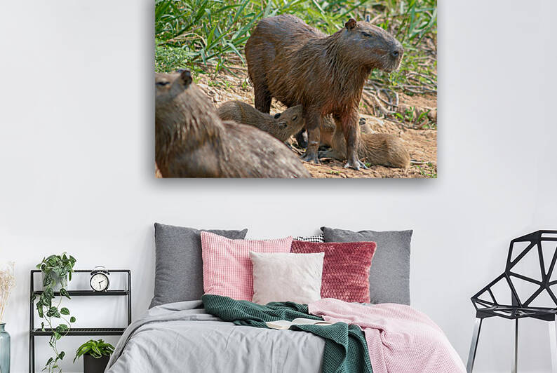 Capybaras in the Pantanal region of Brazil by Milton Cogheil