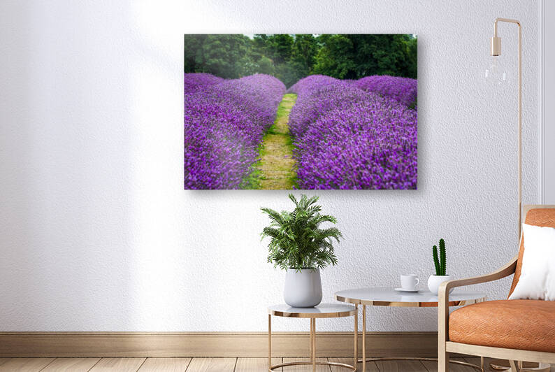 Lavender Rows by Milton Cogheil