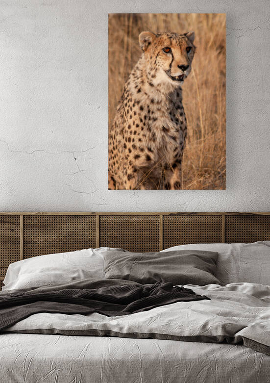 Cheetah in Namibia by Milton Cogheil