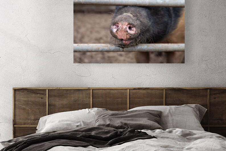 Saddleback sow pig snout by Milton Cogheil