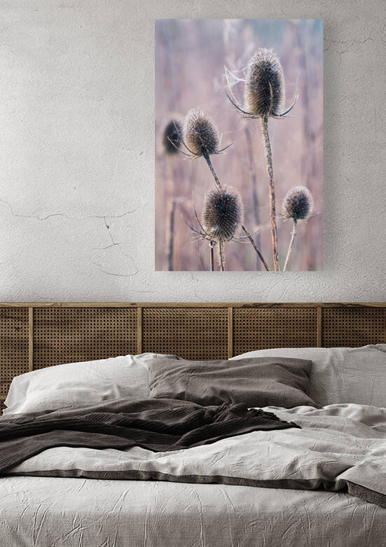 Burdock Thistle by Milton Cogheil