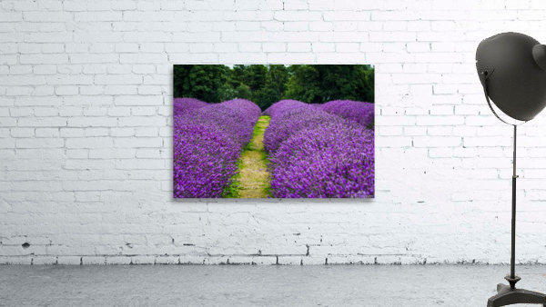 Lavender Rows Wall Preview