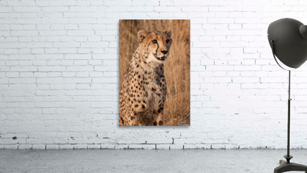 Cheetah in Namibia Wall Preview