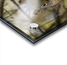 Squirrel in a Tree Acrylic print