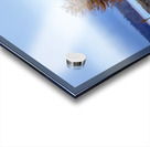 Tree on a Shoal Acrylic print