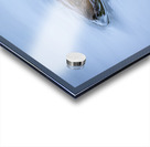 Beaver On still Waters Acrylic print