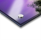 Northern Lights Above the Canopy Acrylic print