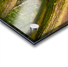 Tree Grove Acrylic print