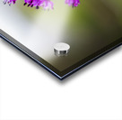 Allium Flower Acrylic print