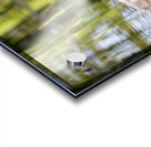 Painted Turtle Acrylic print