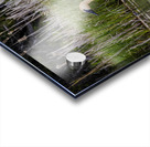 Trumpeter Swans Impression Acrylique