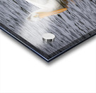 Pelicans Impression Acrylique