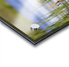 Painted Turtle Acrylic print