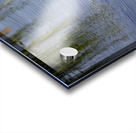 Painted Turtle Acrylic print