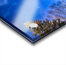 Frosted Trees Acrylic print