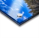 Pine Point Rapids Acrylic print