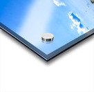 Canola Field Acrylic print