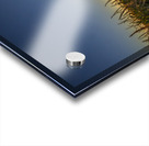 Sunset in the Cornfield Acrylic print