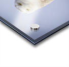 Snowy Owl Acrylic print