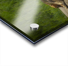 Rez Dogs Acrylic print