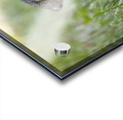 Squirrel Acrylic print