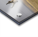 Pronghorn Antelope Impression Acrylique