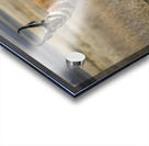 Pronghorn Antelope Acrylic print