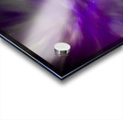 Night Bloom Acrylic print