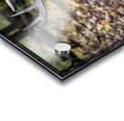 Antlers and Autumn: A Portrait of Natures Beauty Acrylic print