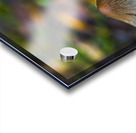 Witchy Mushrooms Acrylic print