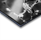 Frosted Edges Acrylic print