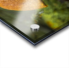 Mushroom after the rain Acrylic print