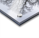 Lone Tree in Hoarfrost Acrylic print