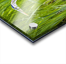 Blue Heron in Tall Grass Acrylic print