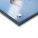 Duck Reflection Acrylic print