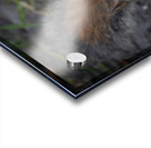 Squirrel Go Nuts Acrylic print