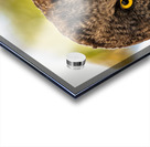 Owls Gaze Acrylic print